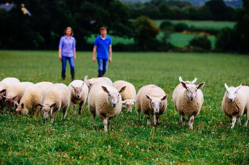 La carne d’agnello è un prodotto premium: Giorgio Donegani ci spiega le sei ragioni per mantenerla nella nostra dieta