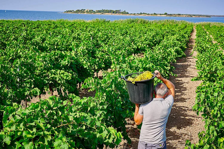 alcune-vigne-destinate-alla-produzione-di-Marsala-(Florio)