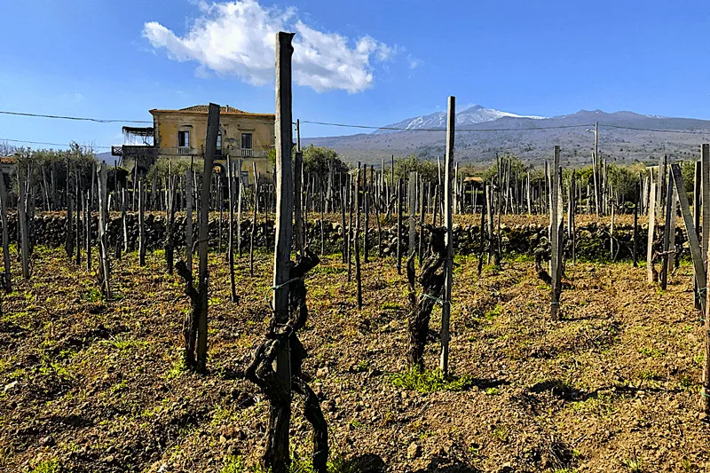 vigne-etnee-esposte-a-nord---foto-n.11