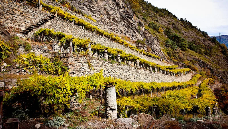 vigne-eroiche-di-Blanc-de-Morgex,-le-più-elevate-d'Europa---foto-n.-9