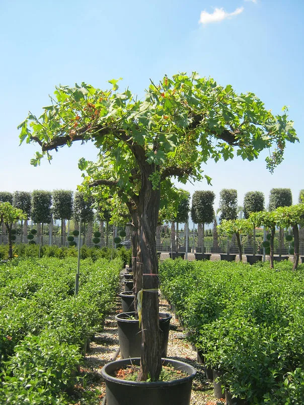 vecchi tronchi di Vitis Vinifera, solo essa può produrre viti ma messa o anche altre famiglie di vite
