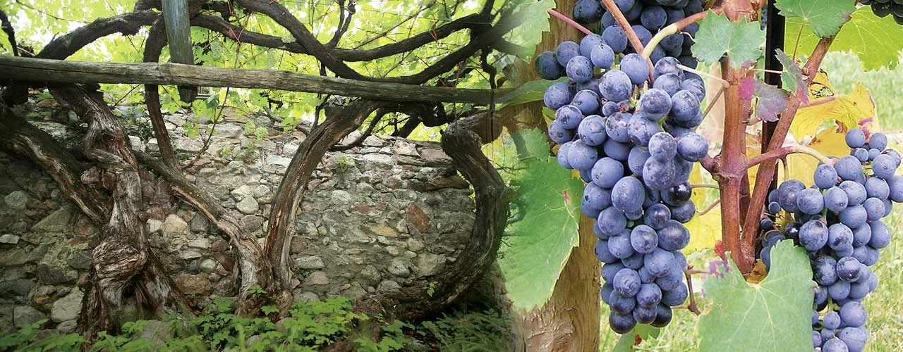Trentino-Alto Adige, custode di enoiche rarità