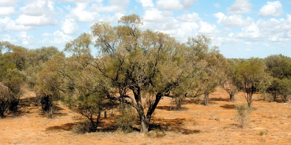 Il gusto italiano dell’Australia