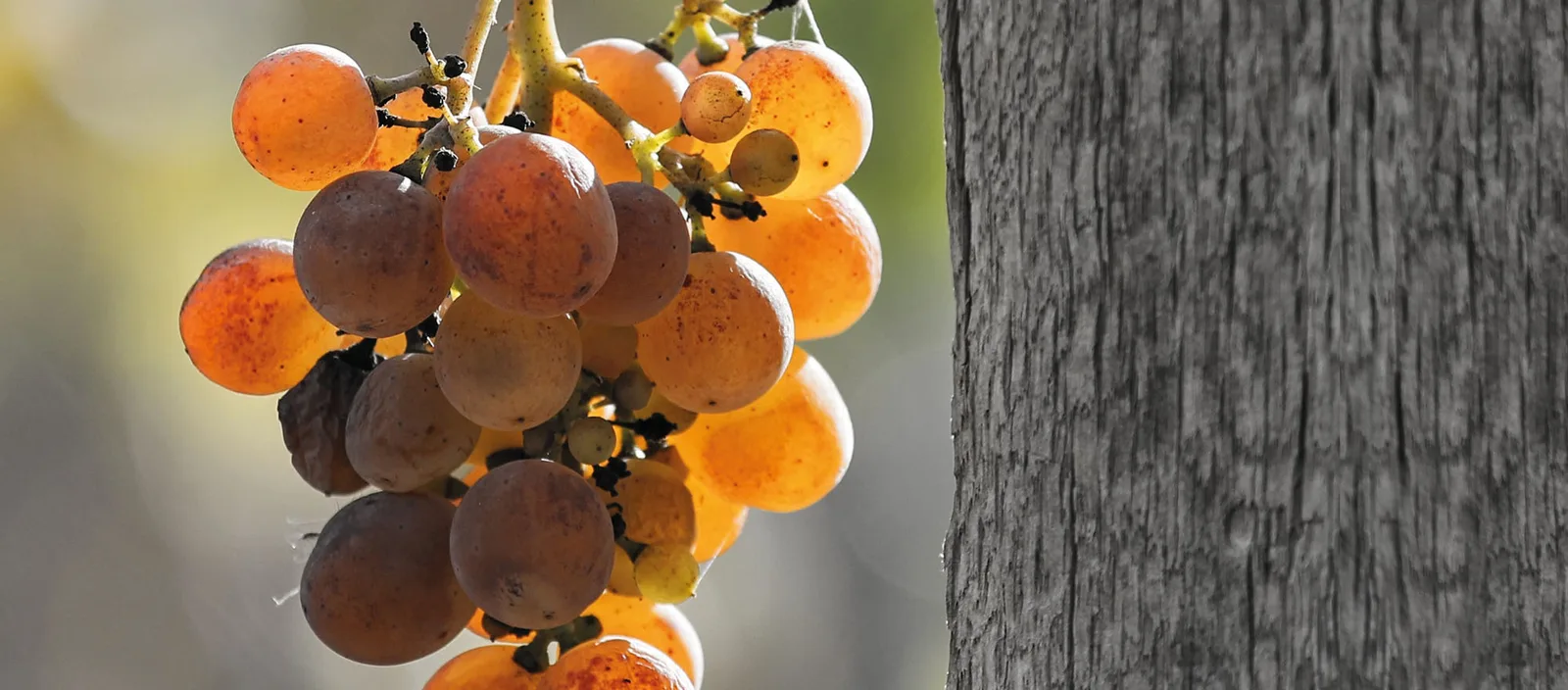 Vini naturali