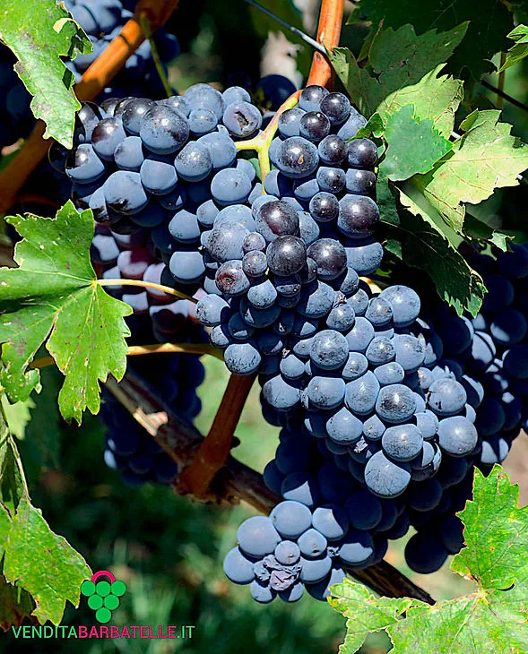 un-bel-grappolo-di-Sangiovese-maturo