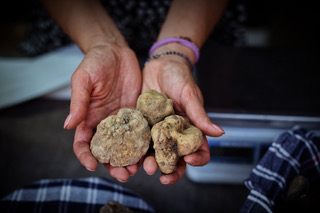 Mostra Nazionale del tartufo bianco